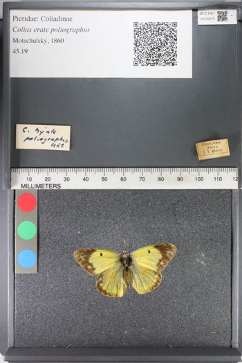 Media type: image;   Entomology 125273